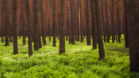 Wald mit Nadelb&auml;umen